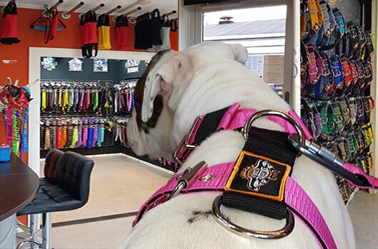 Extreme Dog Gear store in Amerongen Holland